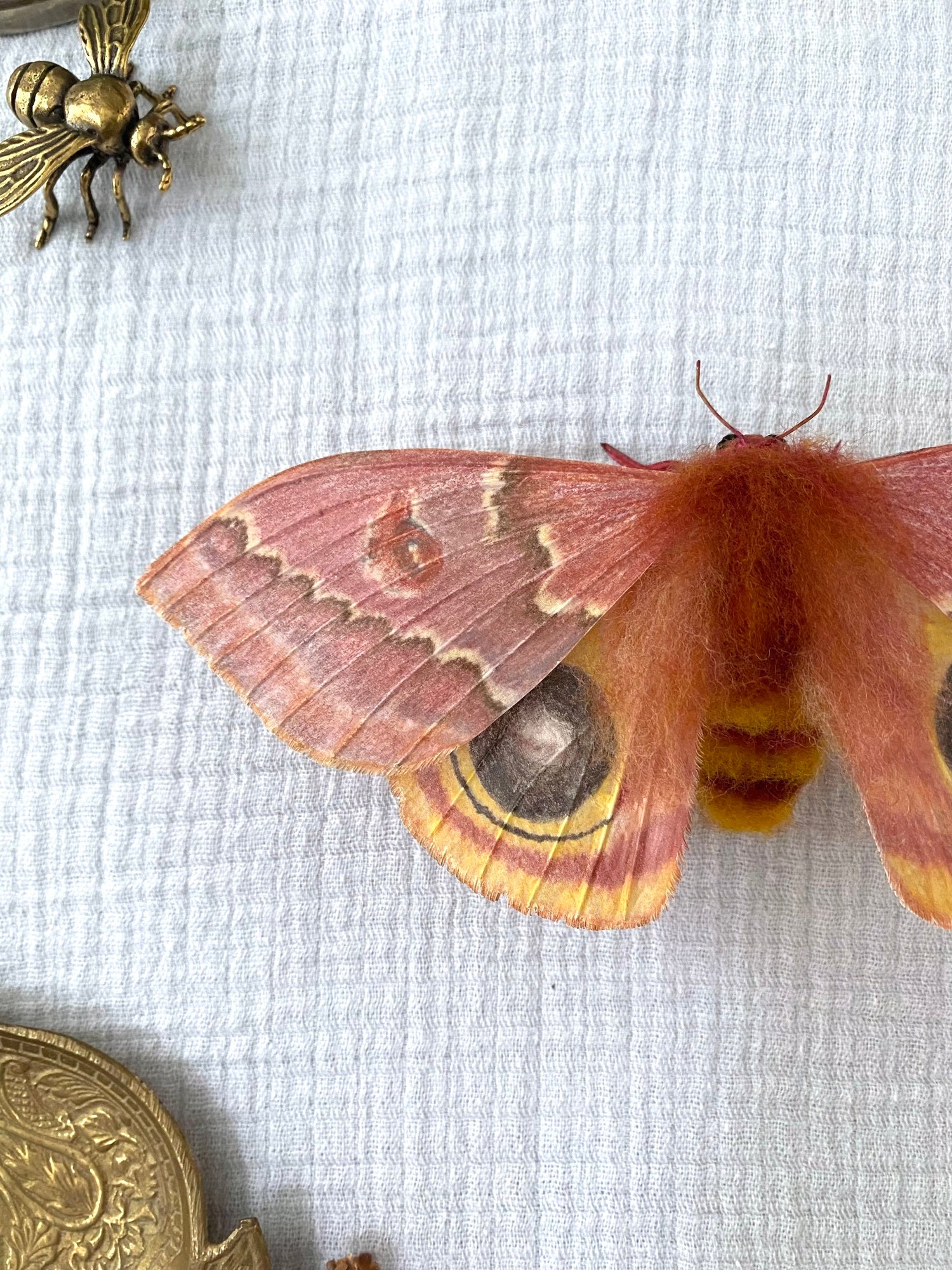 Female Io Moth (Reddish Brown)