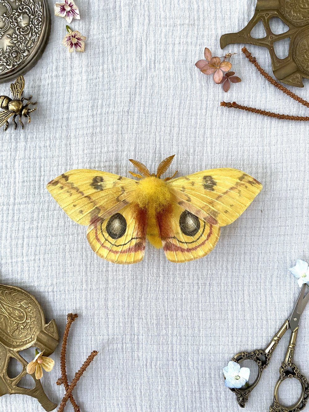 Male Io Moth (Yellow)