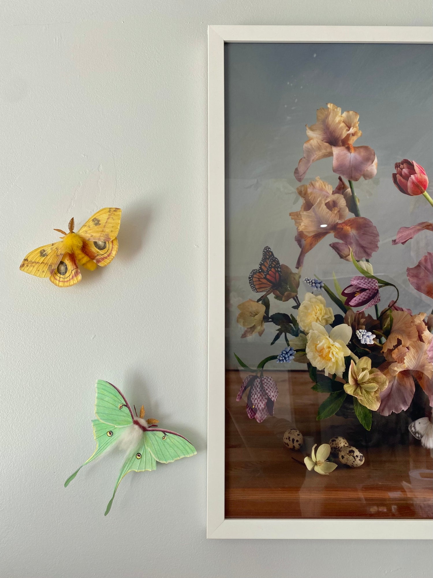 Female Io Moth (Reddish Brown)