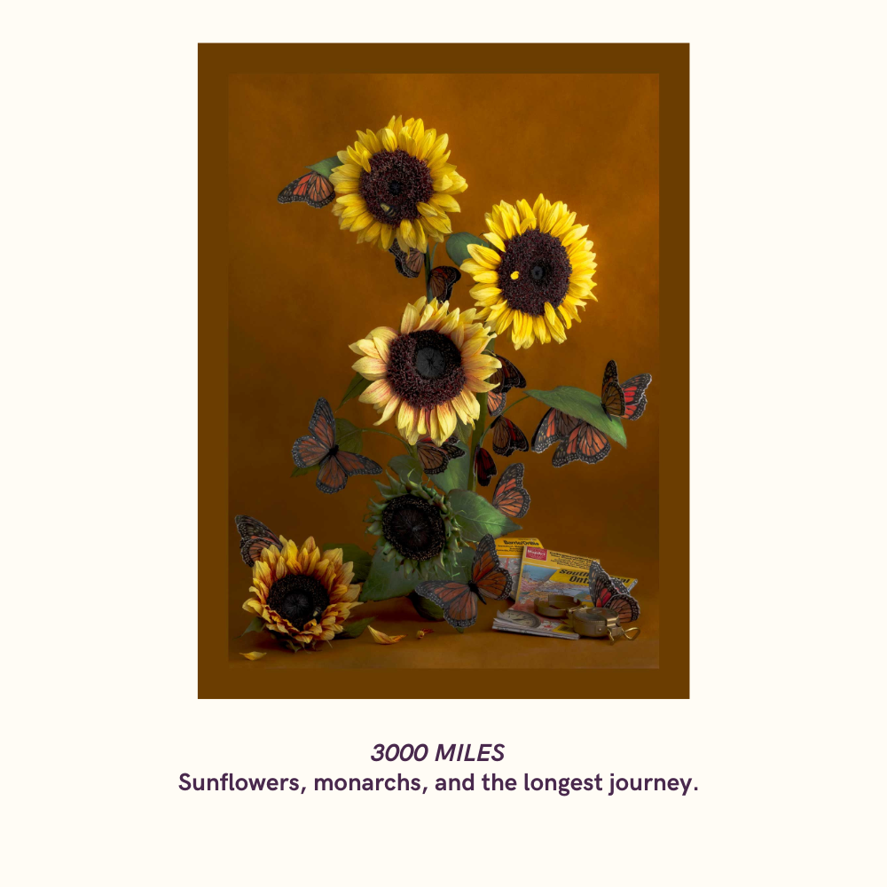 The Garden Circle: Support Still Life, Still Growing